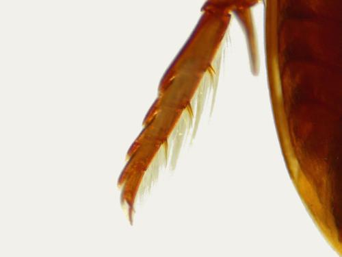 Predaceous Diving Beetle